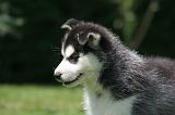 SIBERIAN HUSKY 1018